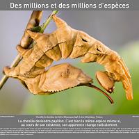 P2007 04DesMillionsEtDesMillionsDEspeces 